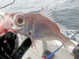 唯一のこれは!?な魚信は奪食いで…伊豆アカムツまたも撃沈