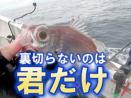 【動画】奪食いシーンの迫力だけが見どころという動画っす