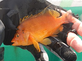 ガツ～ンと穂先持っていく夏秋の癒しの釣魚アカハタ初挑戦