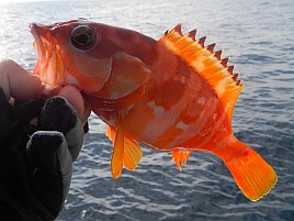 ガツ～ンと穂先持っていく夏秋の癒しの釣魚アカハタ初挑戦