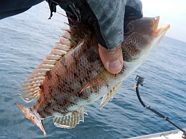 ガツ～ンと穂先持っていく夏秋の癒しの釣魚アカハタ初挑戦