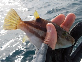 ガツ～ンと穂先持っていく夏秋の癒しの釣魚アカハタ初挑戦