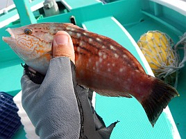 ガツ～ンと穂先持っていく夏秋の癒しの釣魚アカハタ初挑戦