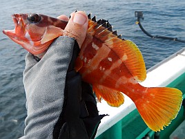 ガツ～ンと穂先持っていく夏秋の癒しの釣魚アカハタ初挑戦