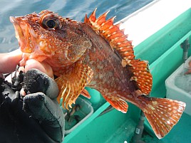 ガツ～ンと穂先持っていく夏秋の癒しの釣魚アカハタ初挑戦