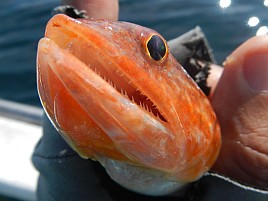 ガツ～ンと穂先持っていく夏秋の癒しの釣魚アカハタ初挑戦