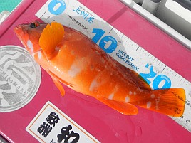来週は秋の癒し城ヶ島沖アカハタ＆カサゴに行っちゃうかな