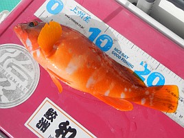 ガツ～ンと穂先持っていく夏秋の癒しの釣魚アカハタ初挑戦