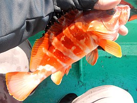 清蒸は面倒と拒否られたのでアカハタの塩煮・煮付け・刺身