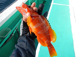 ガツ～ンと穂先持っていく夏秋の癒しの釣魚アカハタ初挑戦