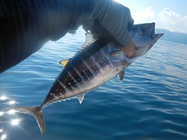 へたさん来たらやっぱり…でもカイワリ3匹で痛風には十分