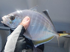 へたさん来たらやっぱり…でもカイワリ3匹で痛風には十分