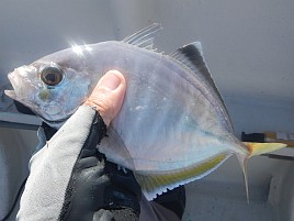 へたさん来たらやっぱり…でもカイワリ3匹で痛風には十分