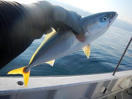 へたさん来たらやっぱり…でもカイワリ3匹で痛風には十分