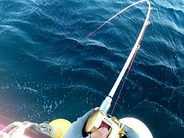 津波注意報の中白間津まで行ってうどん食って帰ってきたよ