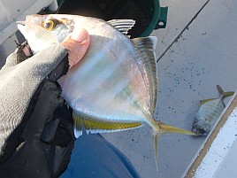 メバカサは回避し今週は相模湾での初釣りカイワリプチ遠征