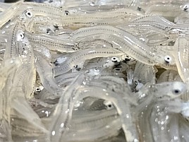 カイワリのコマセに釣餌用冷凍生シラスがめっちゃ気になる