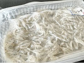 カイワリのコマセに釣餌用冷凍生シラスがめっちゃ気になる