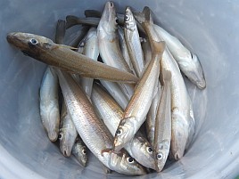 なんか2月なのにシロギス釣れすぎてる気がするけどなぜ？