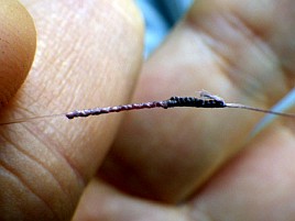 目のいいメバル対策で先糸も魚に見えないピンクフロロ装着