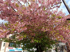 上上手くシャクば!! 一荷も！ カイワリの醍醐味満喫し自己最多