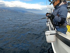 上上手くシャクば!! 一荷も！ カイワリの醍醐味満喫し自己最多