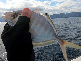 上上手くシャクば!! 一荷も！ カイワリの醍醐味満喫し自己最多