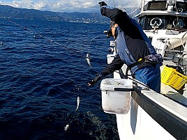 上上手くシャクば!! 一荷も！ カイワリの醍醐味満喫し自己最多