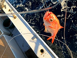 式根島キンメでシールもらってドヤッ顔で写真に納まったよ