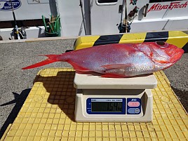 式根島キンメでシールもらってドヤッ顔で写真に納まったよ