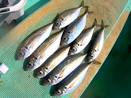 A5ランク混じりでアジ28匹＋煮付けメバルにクロダイまで