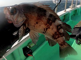 A5ランク混じりでアジ28匹＋煮付けメバルにクロダイまで