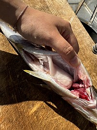 春にマダイに混じるイサキも…ってこの魚いつが旬なんだろ