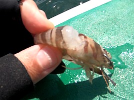 釣れるイメージ全く湧ず。マゴチで2024年初の完全ボウズ