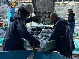 日本海は寒ブリで関東は春ブリ？ でも東京湾のワラサは秋？