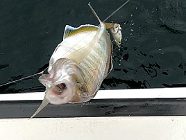 へたが来た日は釣れる!? 尺級2匹込みカイワリ18匹でどやっ