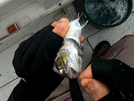 へたが来た日は釣れる!? 尺級2匹込みカイワリ18匹でどやっ