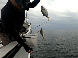 へたが来た日は釣れる!? 尺級2匹込みカイワリ18匹でどやっ