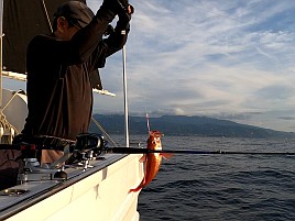 稲取沖第1投で城ケ島以西で“アレ”が釣れない呪い解呪成功