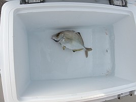 前半はサバに混じってアジで後半はアジに混じってサバ地獄