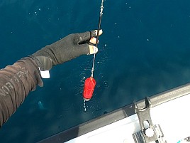 前半はサバに混じってアジで後半はアジに混じってサバ地獄