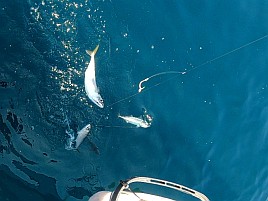 前半はサバに混じってアジで後半はアジに混じってサバ地獄