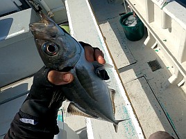 前半はサバに混じってアジで後半はアジに混じってサバ地獄