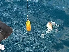 前半はサバに混じってアジで後半はアジに混じってサバ地獄