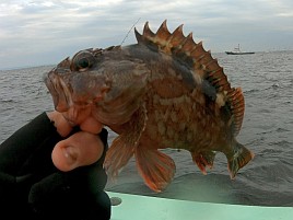 特餌忘れ凪のはずが時化でメバル釣れずなんだか不本意な…