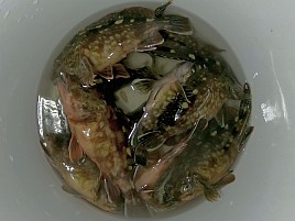特餌忘れ凪のはずが時化でメバル釣れずなんだか不本意な…