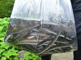今週末は竿を持たずに妻と河津へのんびり温泉旅行に行くよ
