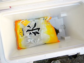 本日のテーマは暑さにめげないカサゴに逃げないでいくよ～