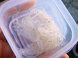 本日のテーマは暑さにめげないカサゴに逃げないでいくよ～