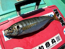 猿島沖で下手をキワめる！ 午後アジ5匹、夜メバル6匹のみ!!